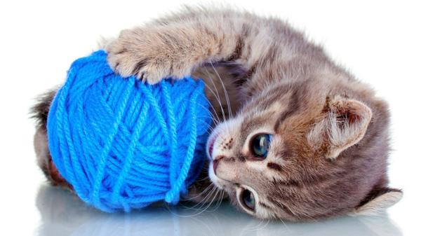 Los ovillos de lana están entre los juguetes preferidos de los gatos (Shuttersctock)