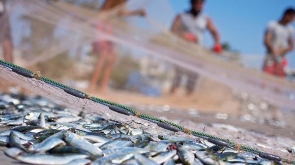 La actividad pesquera es la gran culpable de la extinción de animales oceánicos (Istockphoto)