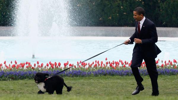 Bo, el simpatico perro de Barack Obama (AP)