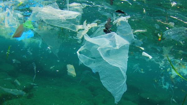 Miles de especies mueren por año por acción directa de la mala gestión de los recursos residuales(Shutterstock)