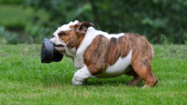 Los cachorros necesitan morder y morder pero es una parte necesaria para el desarrollo de sus dientes (Shutterstock)
