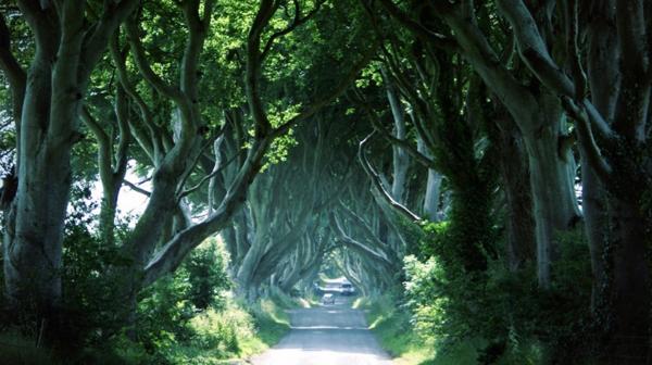Ubicado cerca del pueblo Stranocum se encuentra Dark Hedges