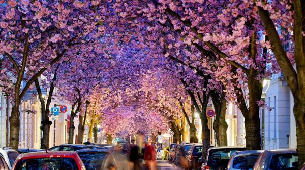 Los árboles de cerezo son protagonistas indiscutidos de la calle Heerstraße