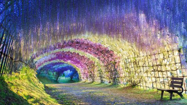 El Túnel de Wisteria está ubicado en Kitakyushu, Japón (Shutterstock)