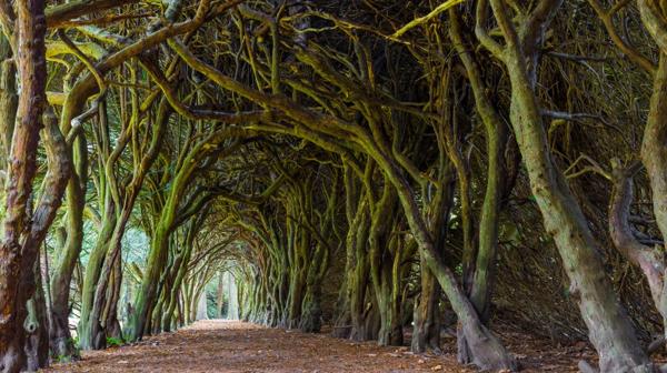 El “Yew Tree Tunnel” es un túnel conformado por árboles de tejo (Shutterstock)