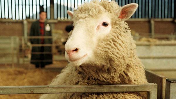 La oveja Dolly fue sacrificada el 14 de febrero de 2003