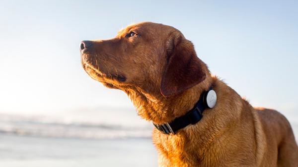 El “Whistle” es un pequeño dispositivo que se adjunta al collar del perro