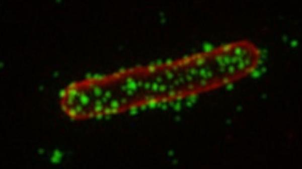 Los polímeros (puntos verdes) atacan a una célula de bacteria (Foto: Melbourne University)