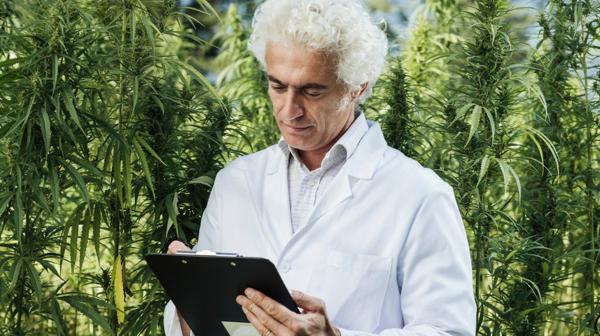 Las plantas de marihuana son utilizadas para fines medicinales (Istockphoto)