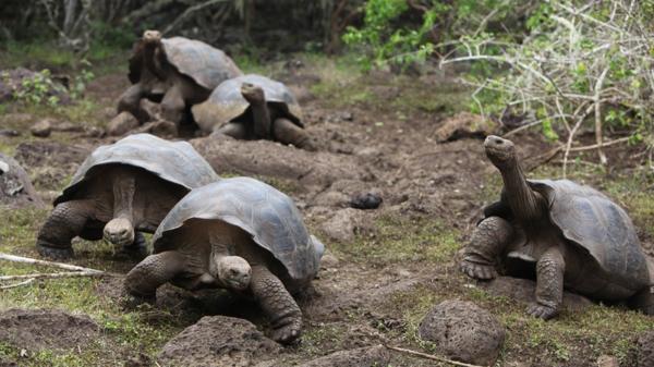Las tortugas gigantes son los vertebrados más longevos de todos, con promedio de vida de más de 100 años