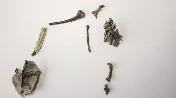 Los restos fósiles encontrados del Vegavis Iaai