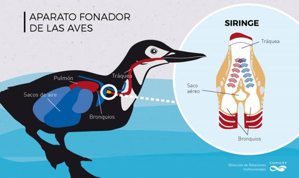 La siringe es el principal órgano fonador de las aves