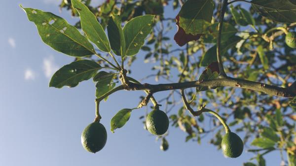 El ingreso anual por el cultivo de esta fruta es de 17 mil millones de pesos (iStock)