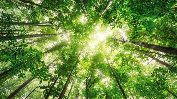 Es preocupante la cantidad de bosques que podrían desaparecer (IStock)