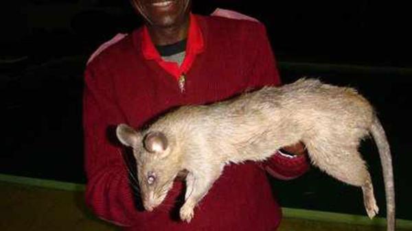 Una rata gigante de Sudáfrica como esta mató a la pequeña bebé de tres meses del distrito de Katlehong, Johanesburgo Una rata gigante de Sudáfrica como esta mató a la pequeña bebé de tres meses del distrito de Katlehong, Johanesburgo