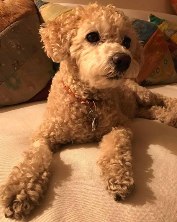 Algunos hoteles ya brindan servicios “pet friendly”, acotados a animales domésticos de pequeño porte.