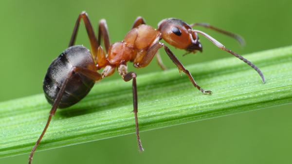 La mujer de 52 años murió por picaduras de cientos de hormigas venenosas (Istock)