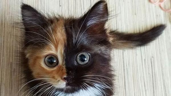 Yana, la gatita quimera (Instagram)