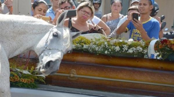 El momento de la despedida del caballo a su jinete