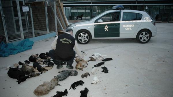 Las macabras imágenes de las mascotas que asesinaba Carmen Martín