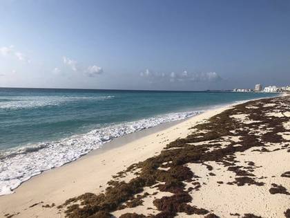 Además de la pandemia, el sargazo también comienza a ser un problema para Quintana Roo. (Foto: Foto: Instagram@clavisfishing)