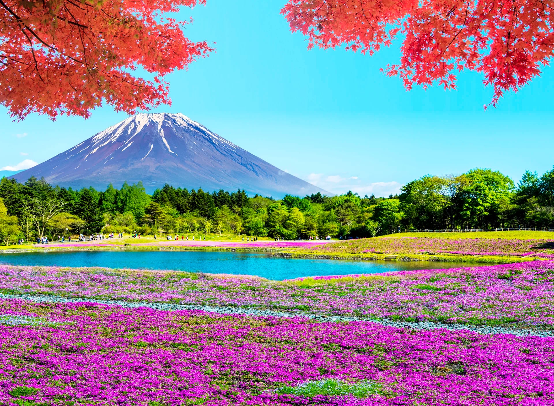 Fuji Shibazakura Matsuri, un festival  de flores que realiza en Japón en honor a una planta muy particular (iStock)