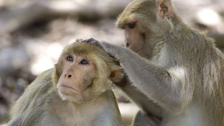 El macaco rhesus, frecuentemente denominado el mono rhesus, es una especie de primate catarrino de la familia Cercopithecidae. Foto: AP