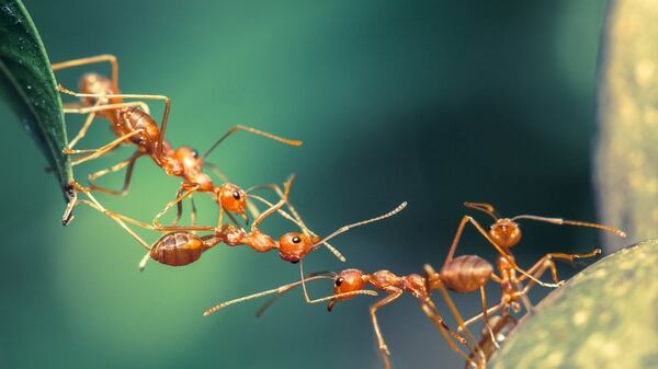 “Hay que explorar qué estrategias alternativas utilizan las hormigas para defenderse contra los patógenos bacteriológicos”, aseguró Smith (Istock)