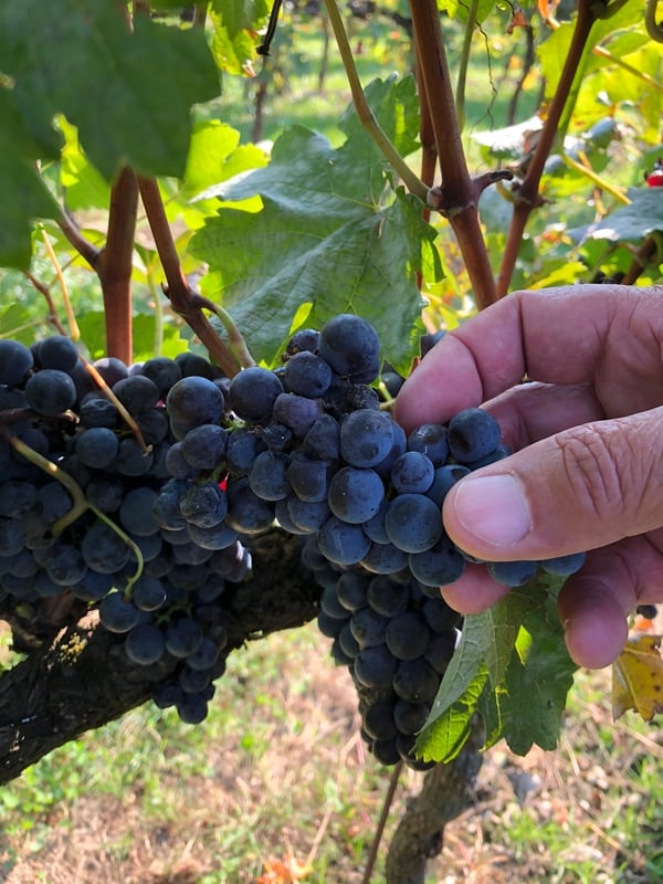 Paolo Pittaro, propetario del viñedo Pitars, ha visto como en los últimos tiempos ha avanzado la época de maduración de las uvas (The Washington Post / Chico Harlan)