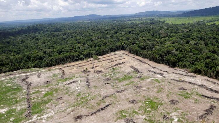 El la Amazonía colombiana la deforestación creció un 44% entre 2015 y 2016, pasando de 56.952 a 70.074 hectáreas