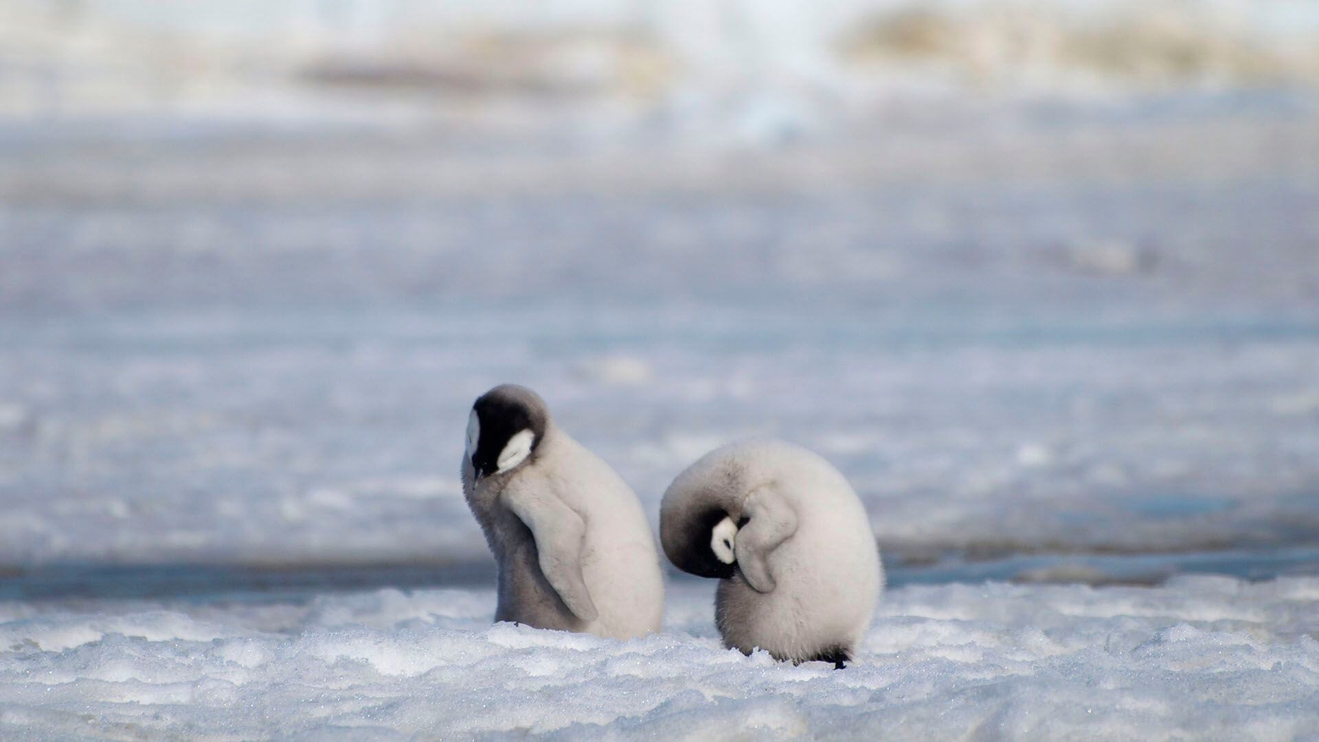 Pingüinos emperador en Bahía Halley, en la Antártida (Peter Fretwell/British Antarctic Survey vía The New York Times)