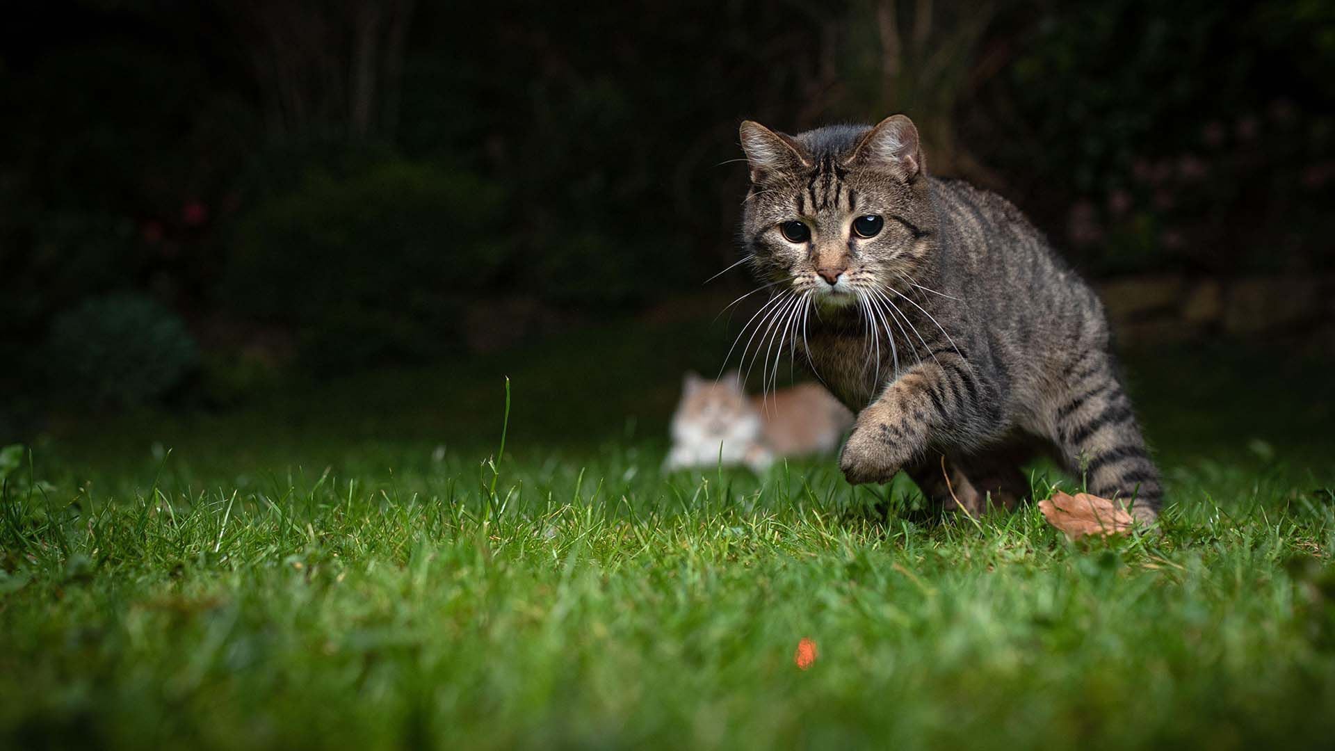 Es importante determinar la causa por la que el gato corre de manera repentina (Getty)