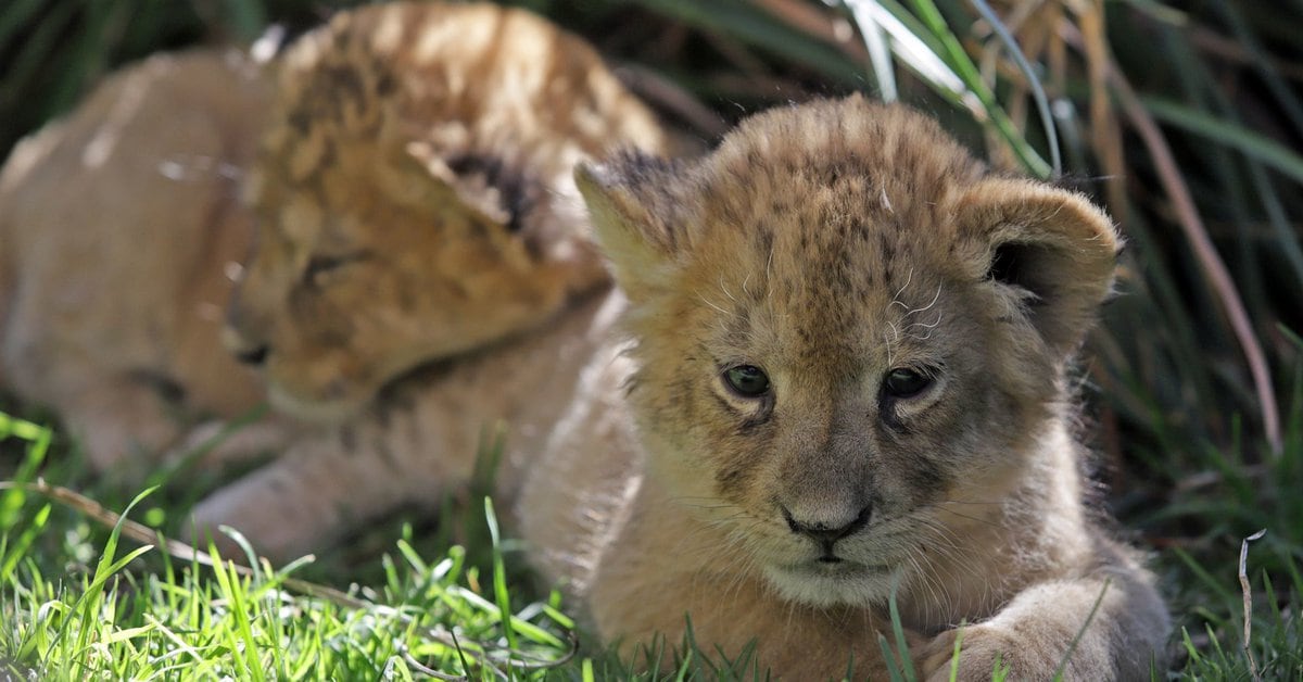 Mexico: An African lion cub was seized at the Ciudad Juárez International Airport