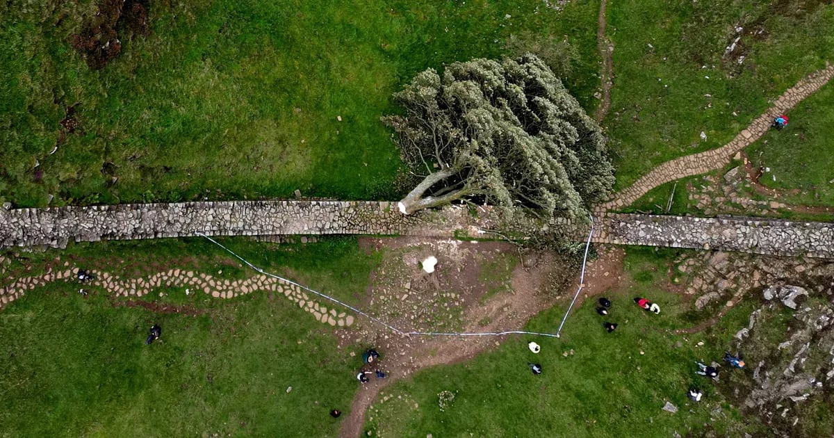 A second person was arrested for cutting down the famous “Robin Hood Tree” in England