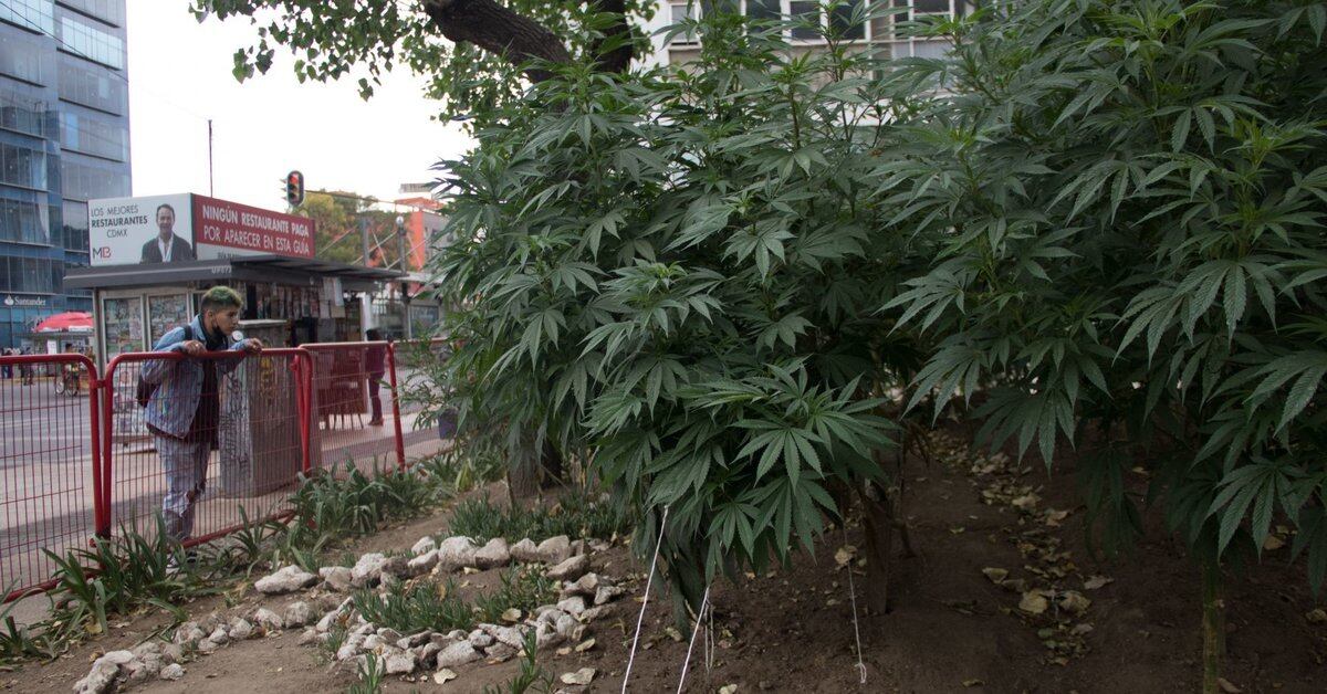 The Senate asked the CDMX government to remove the marijuana plant in front of its facilities