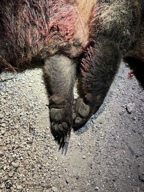IMAGEN SENSIBLE. La muerte de Amarena, tras una larga agon&iacute;a despu&eacute;s de recibir un disparo que le perfor&oacute; el pulm&oacute;n, ha sido especialmente sentida por los habitantes en el pueblo de San Benedetto dei Marsi. Carabinieri/Handout via REUTERS