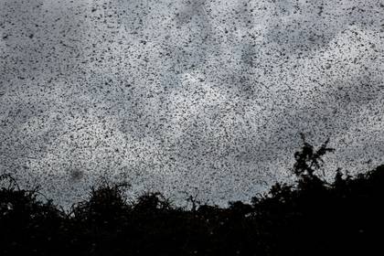 Nubes de langostas del desierto vuelan por encima de los árboles en la aldea de Katitika, condado de Kitui, Kenia, el 24 de enero de 2020(AP Photo/Ben Curtis)