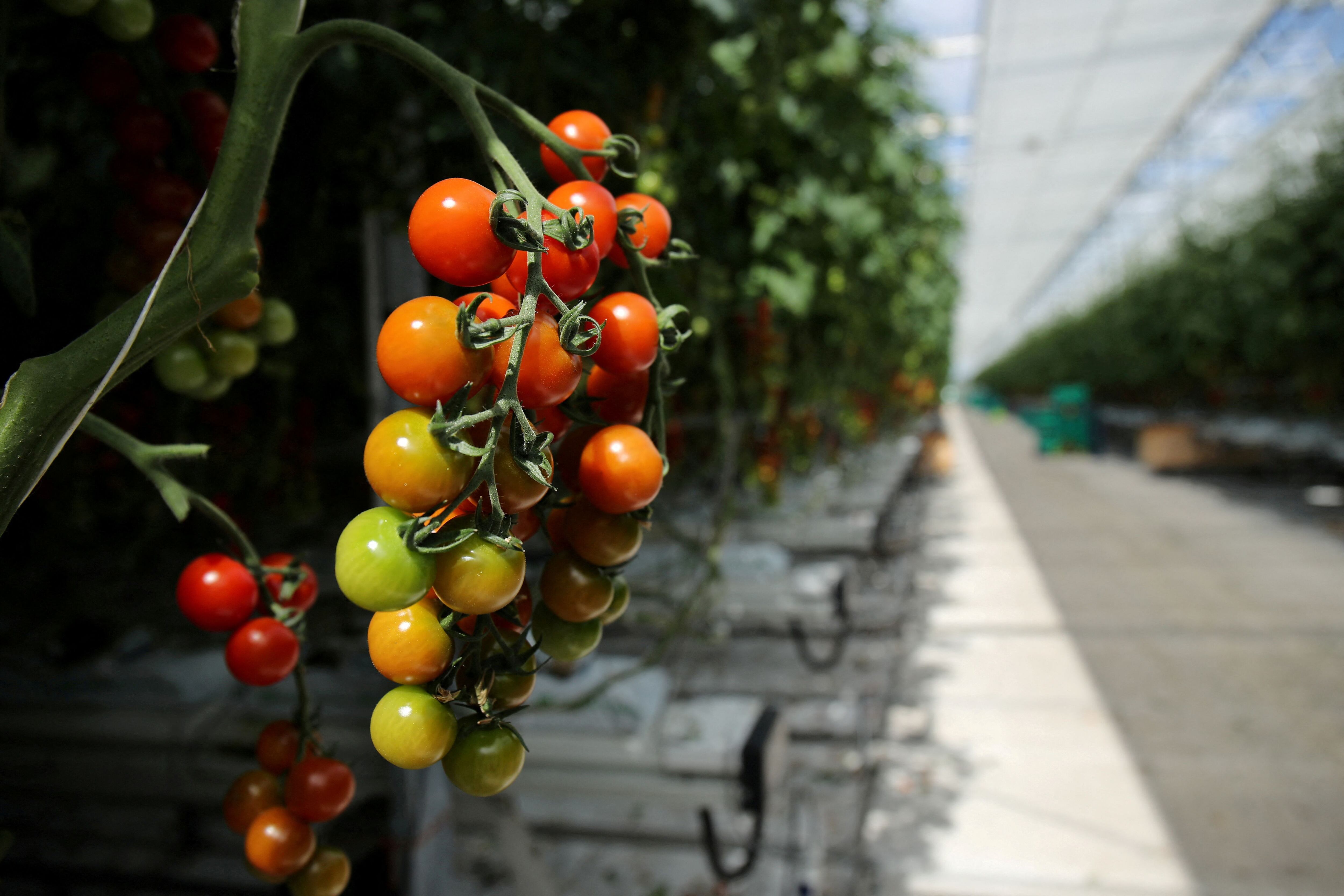 El Senasa declaró el alerta fitosanitaria por el virus rugoso del tomate (REUTERS)