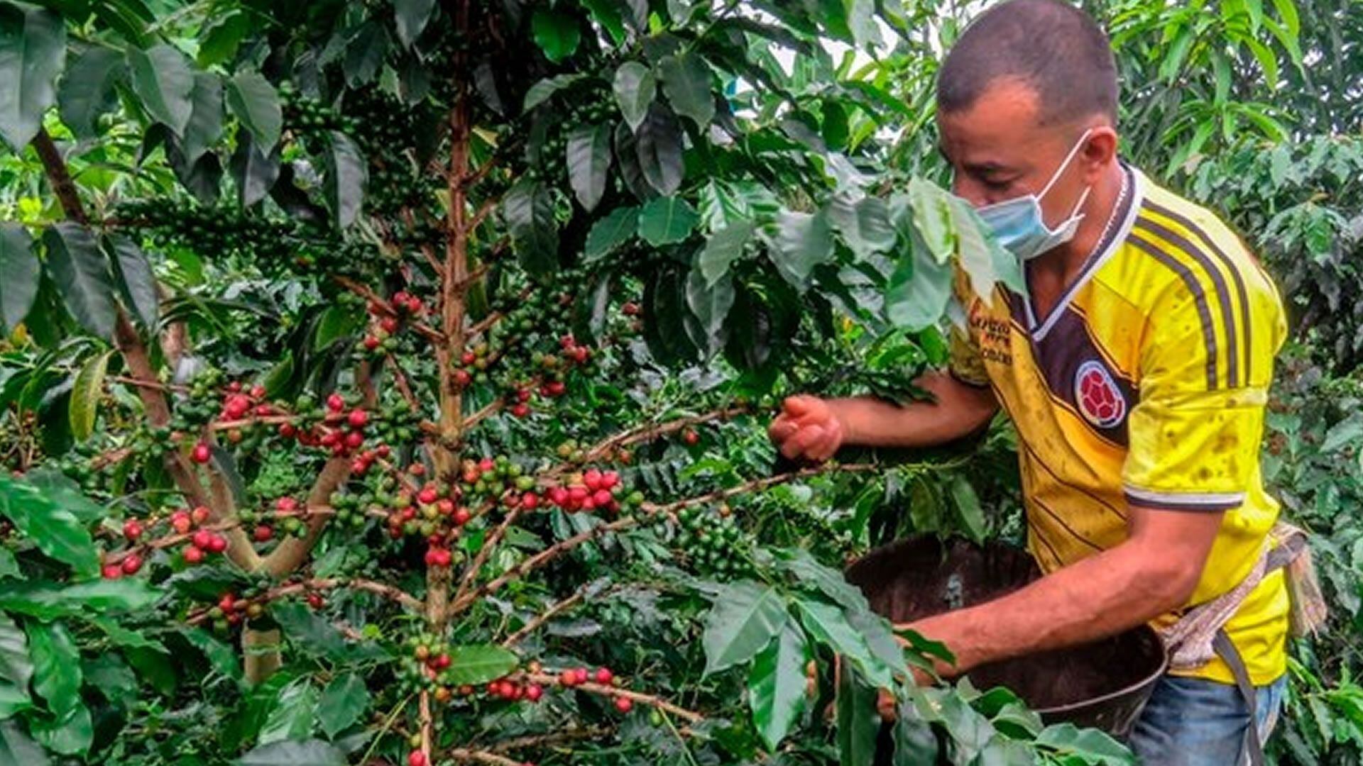 Un agricultor recolecta granos de café en una plantación en el municipio de La Tebaida, departamento de Quindío, Colombia, el 21 de mayo de 2020. Fotografía: AFP.