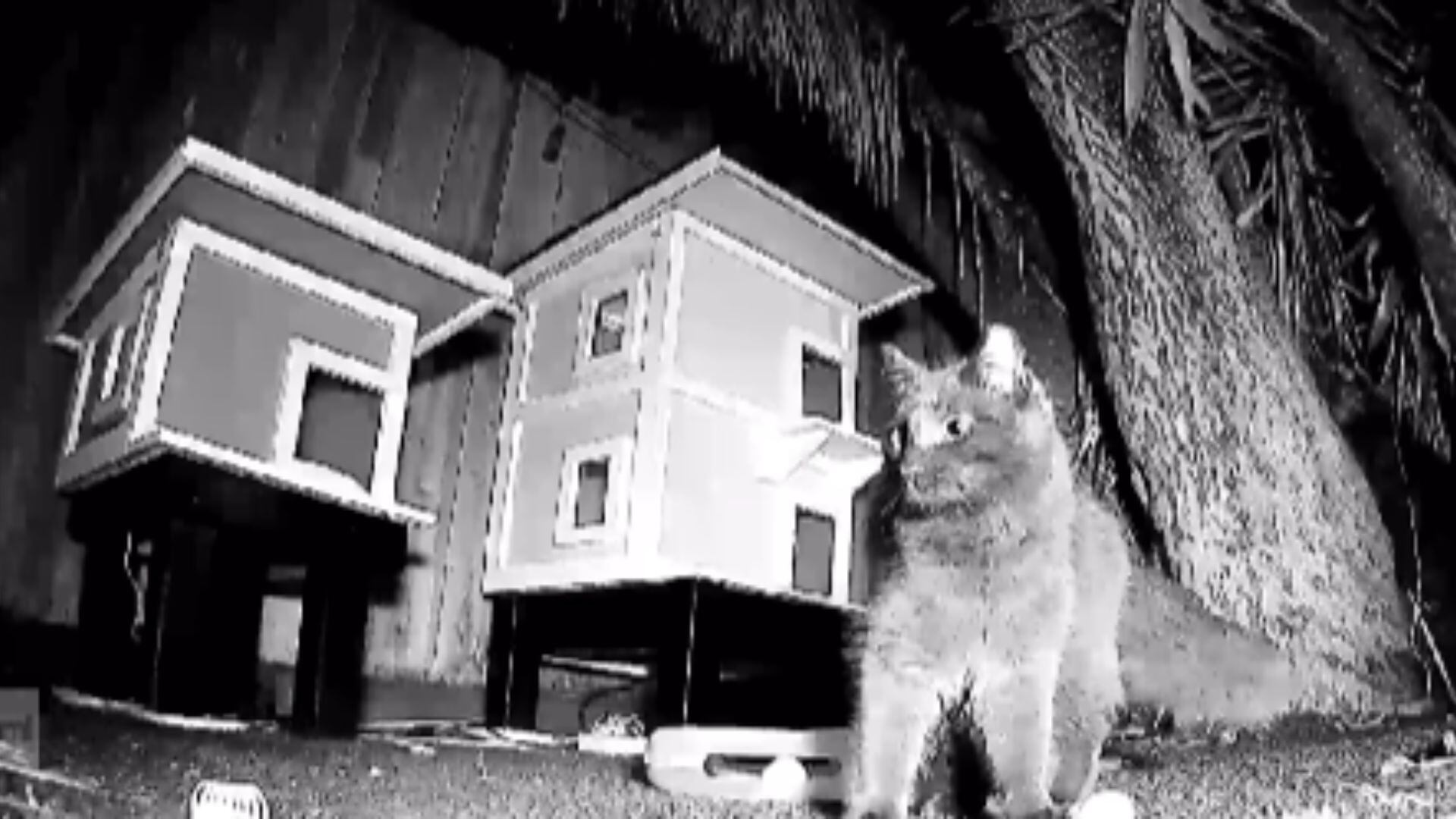 Big Howie, el gato callejero que conquistó un hogar cálido en San Francisco (Instagram domino.gardencat)