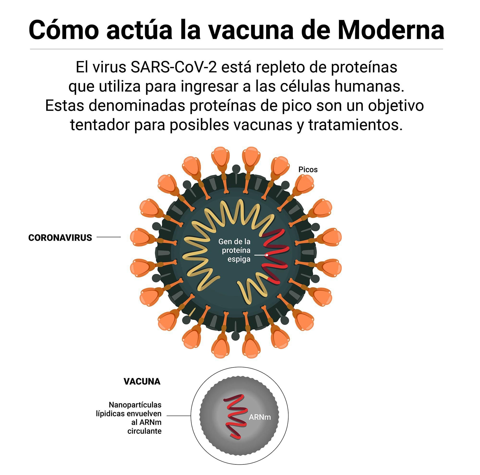 Comment fonctionne le vaccin Moderna avec l'ARN messager