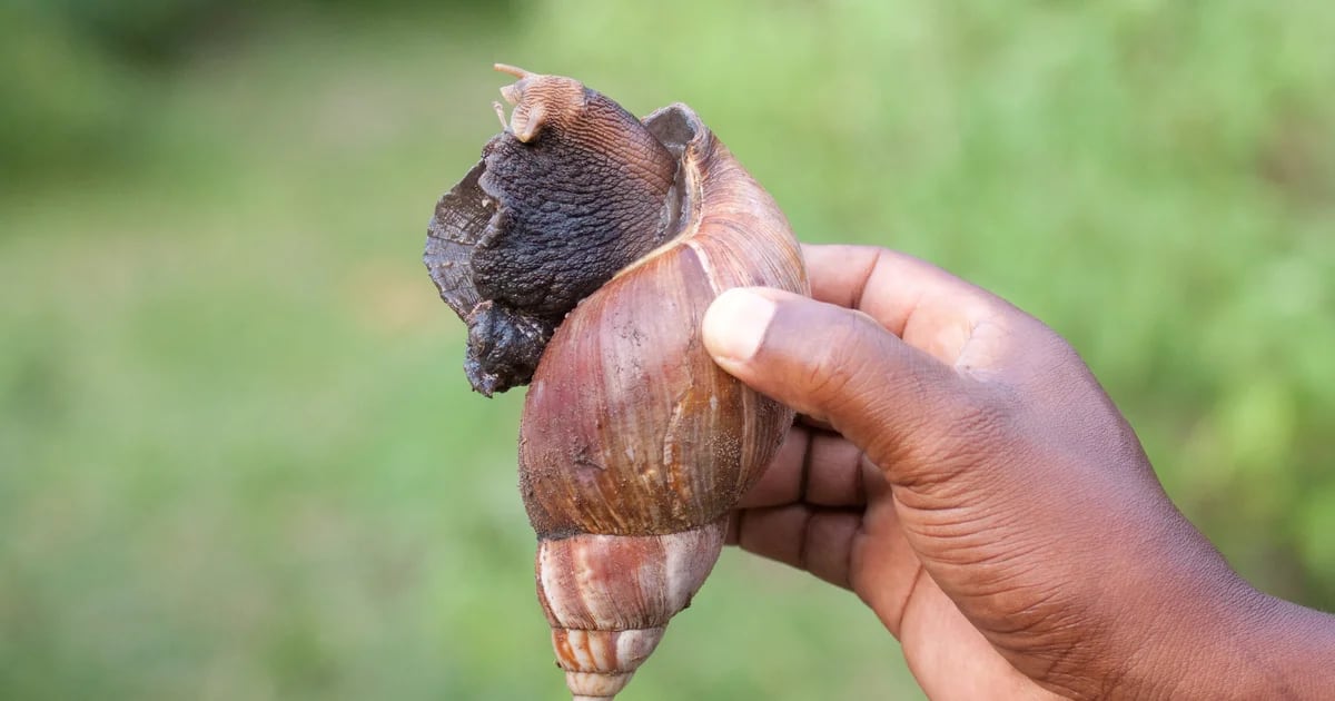 Especialistas alertam para o risco do caracol gigante africano que já está na Espanha: pode transmitir meningite