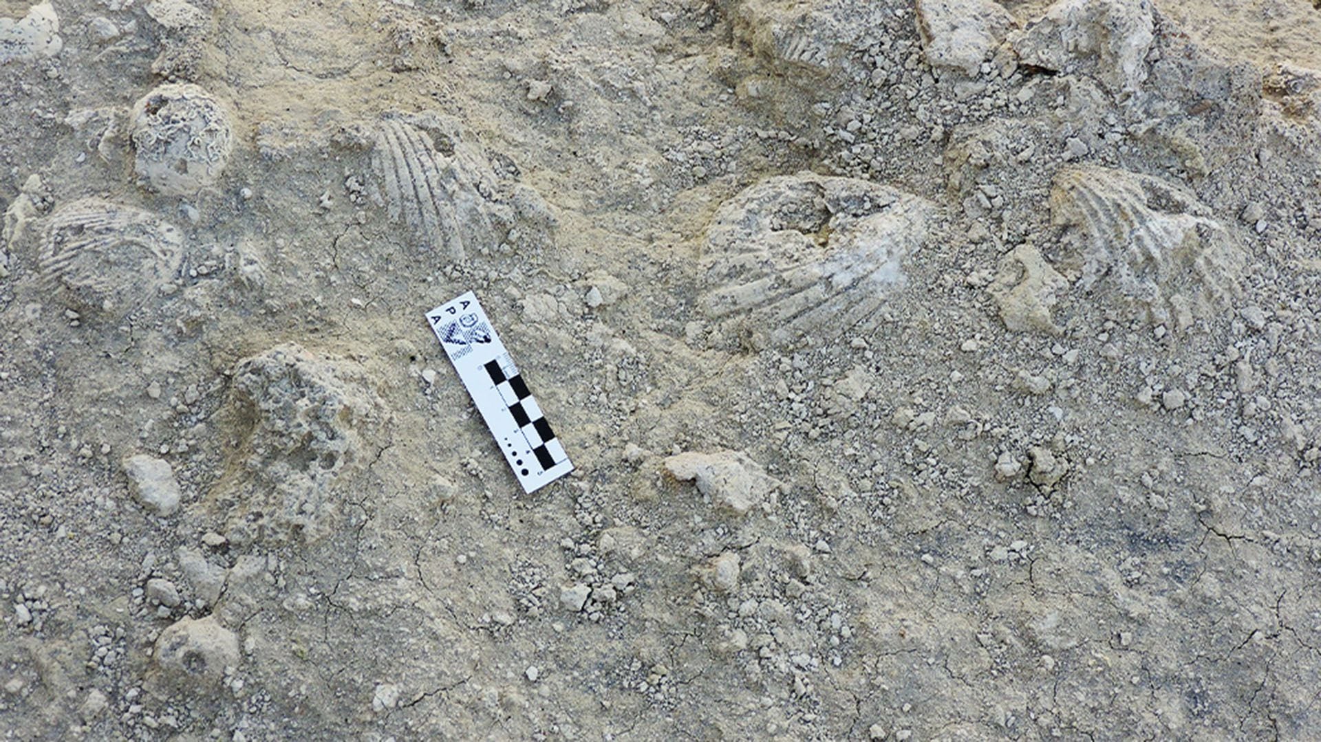 Los braquiópodos medían dos o tres centímetros y tenían caparazones como si fueran de vidrio (Instituto Patagónico de Geología y Paleontología (IPGP-CONICET))
