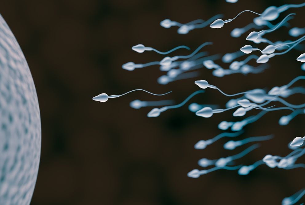 fármaco puede impedir que los espermatozoides maduren y naden, impidiendo los embarazos en ratones a los 30 minutos de la inyección. Unas 2½ horas después, algunos espermatozoides empezaron a nadar y los ratones macho empezaron a recuperar su fertilidad normal. Fueron capaces de engendrar crías normales
