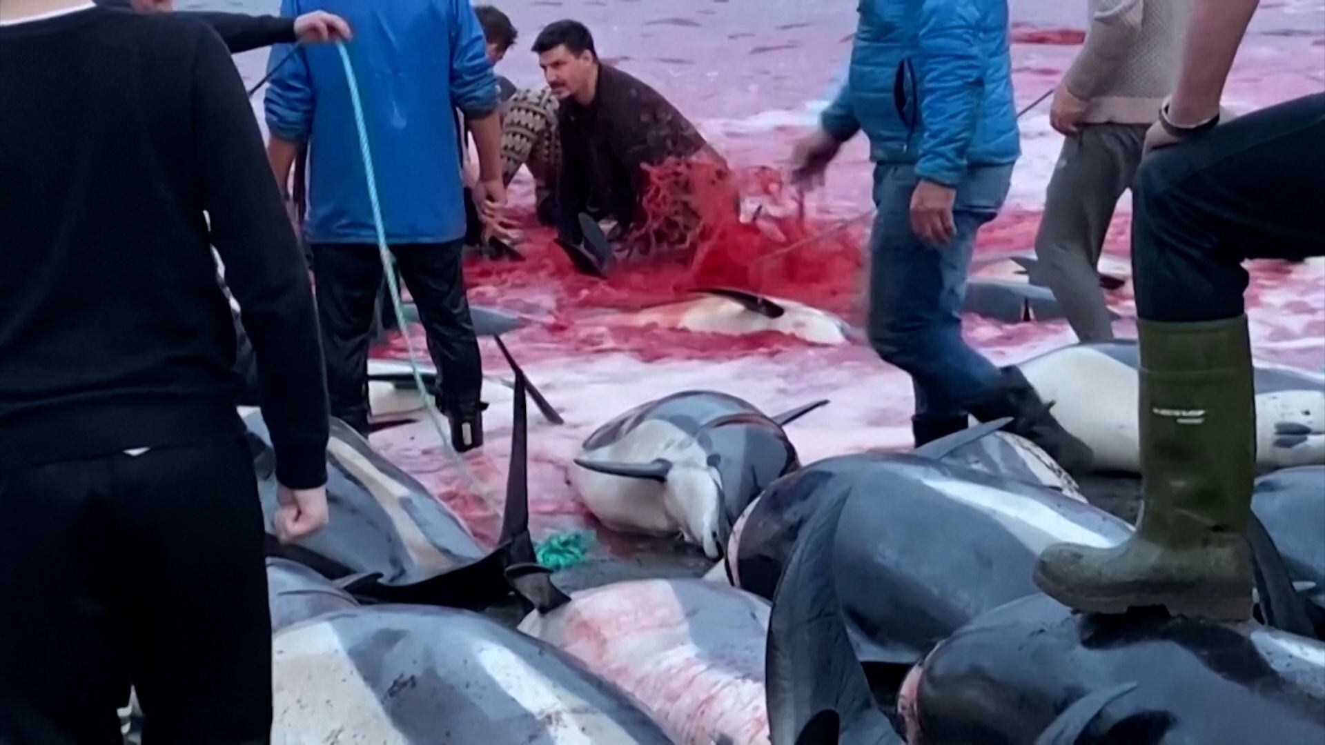 Más de 1.400 delfines muertos en una jornada de caza tradicional en las islas Feroe