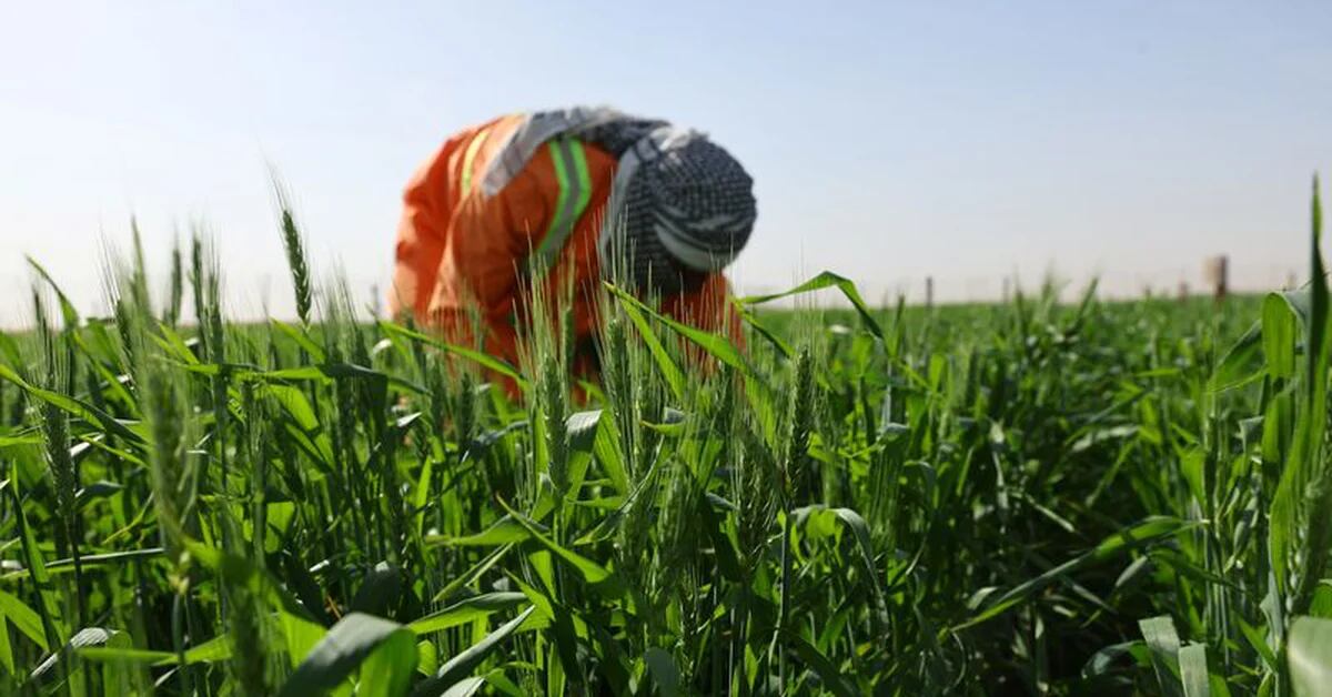The United Arab Emirates cultivates the desert in search of food security