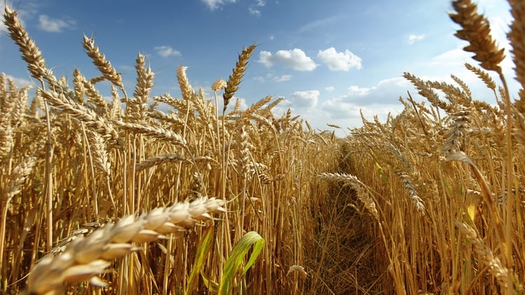 El aumento de los precios futuros del trigo a nivel local, se debe al deterioro de las condiciones de cereal de invierno en el medio del oeste de Estados Unidos.