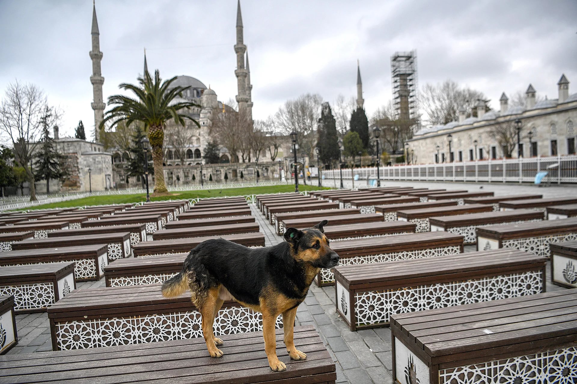 Un perro paseando en Turquía