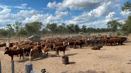 Imagen de los animales ya identificados como robados y encontrados en "La Galesa", un campo de Alperovich