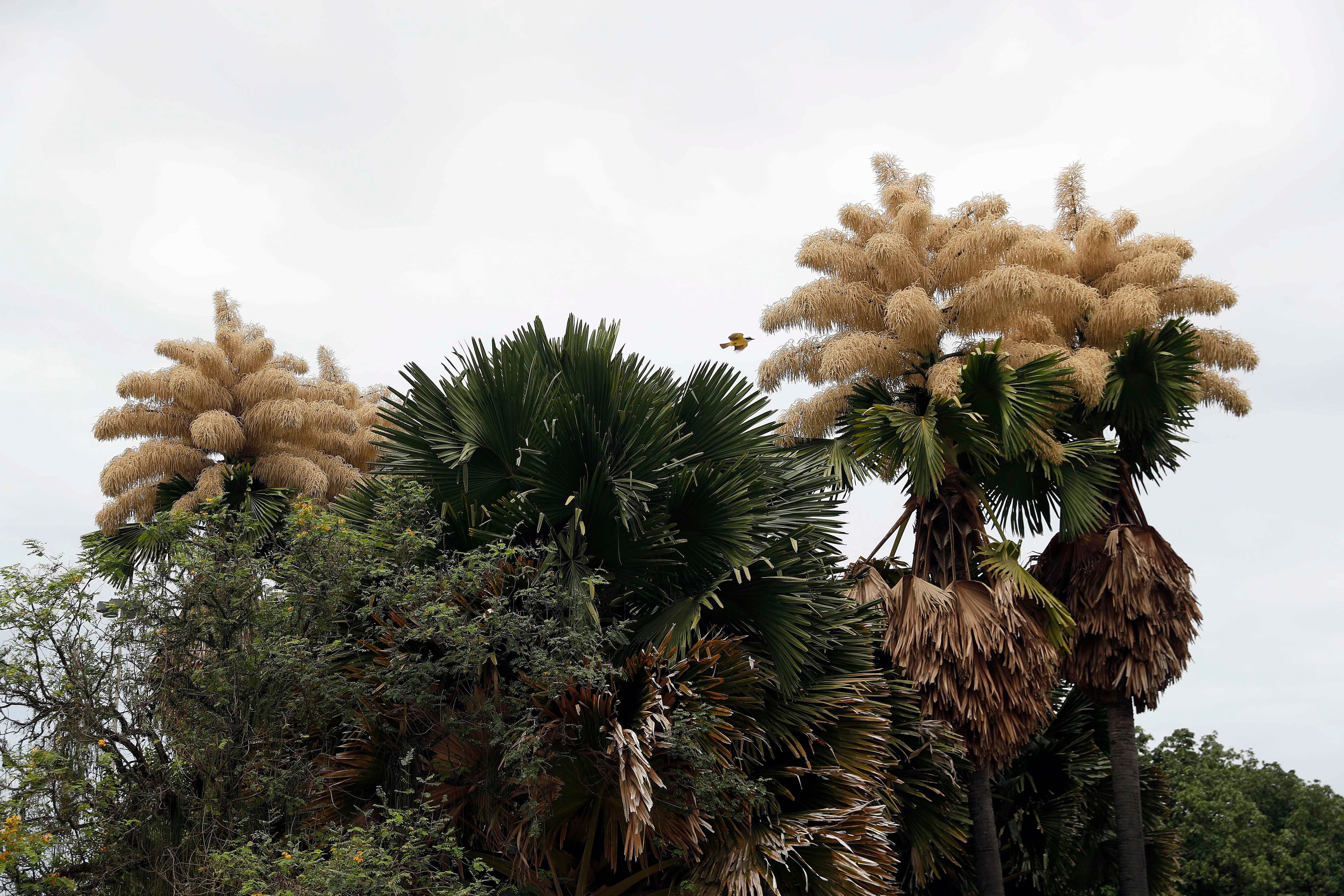 Ejemplares de Palma de Ceilán en la casa de campo que pertenecía a Burle Marx en Brasil (Foto: EFE)
